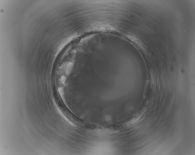 X0000066120630200604071913