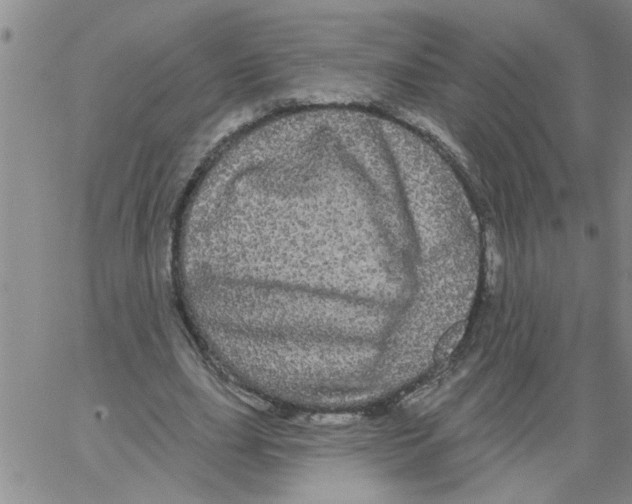 X0000066120631200604071913