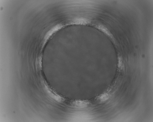 X0000066120632200604071913