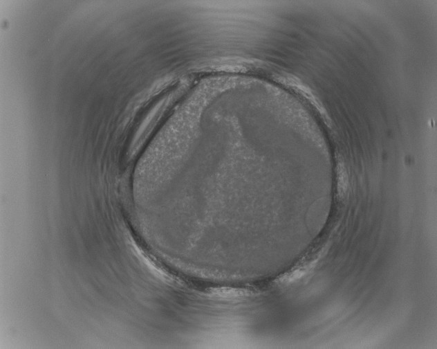 X0000066120633200604071913