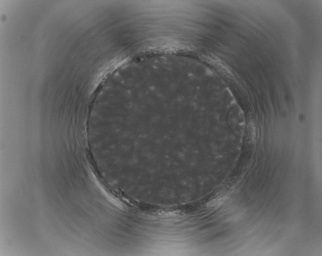 X0000066120638200604071913