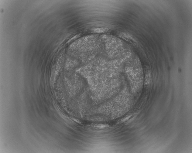 X0000066120646200604071913