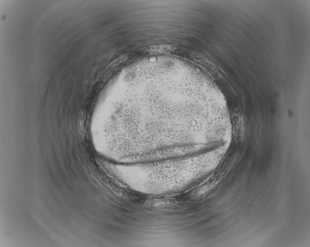 X0000066120655200604071913