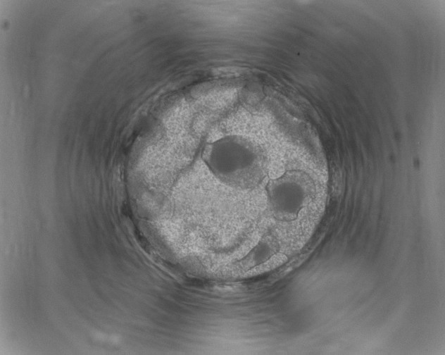 X0000066120666200604071913