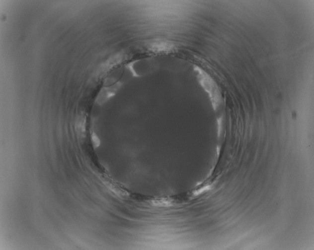 X0000066120668200604071913