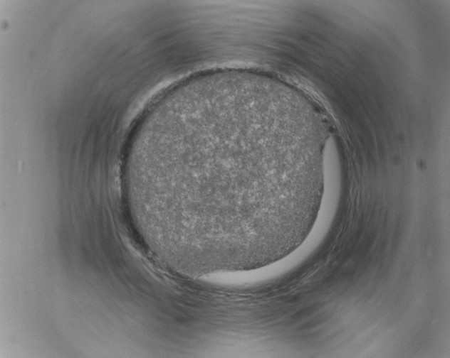 X0000066120676200604071913