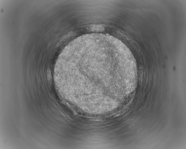 X0000066120704200604071912