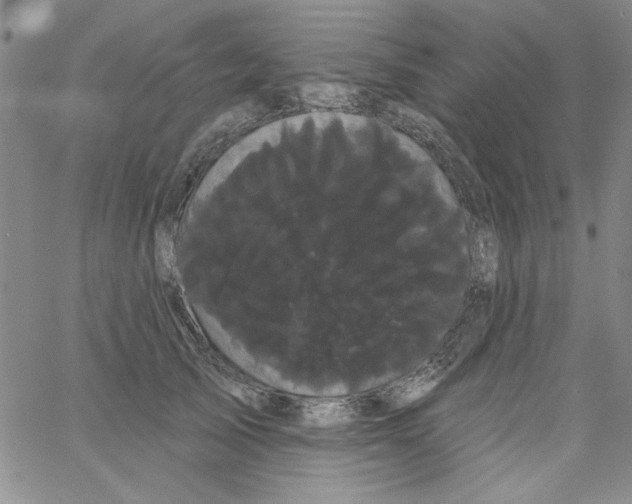 X0000066120705200604071912