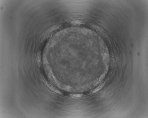 X0000066120710200604071912