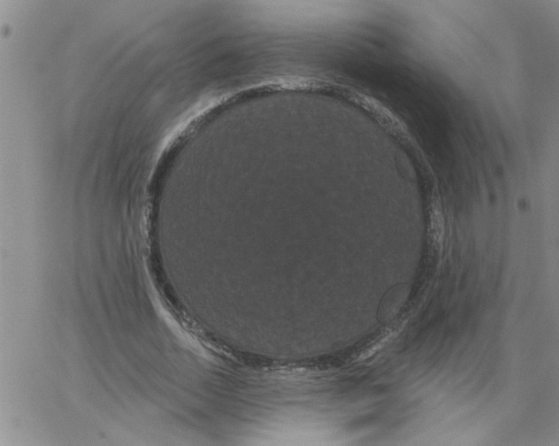 X0000066120730200604071911