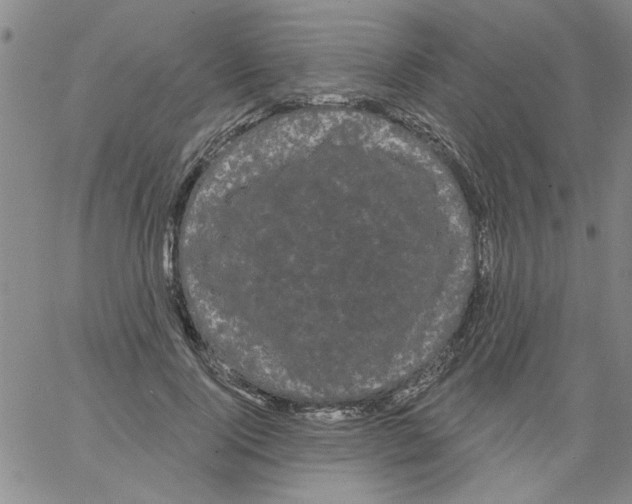 X0000066120740200604071911