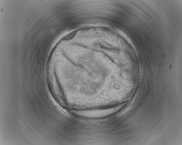 X0000066120803200604071911