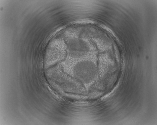 X0000066120833200604071910