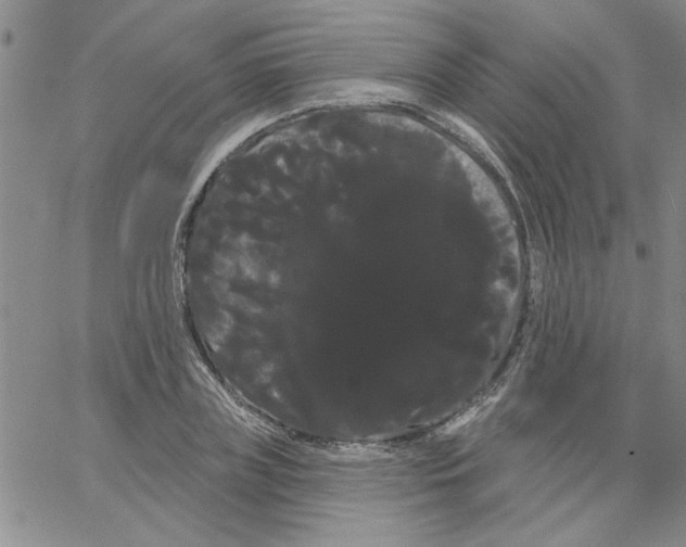 X0000066120835200604071910