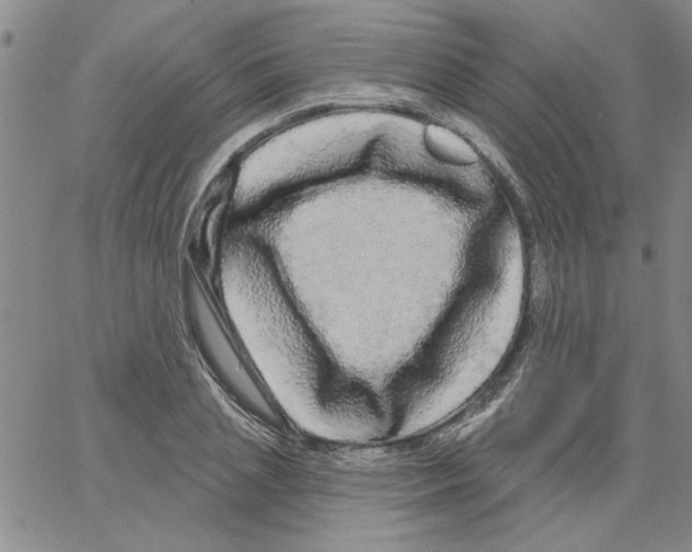 X0000066120837200604071910