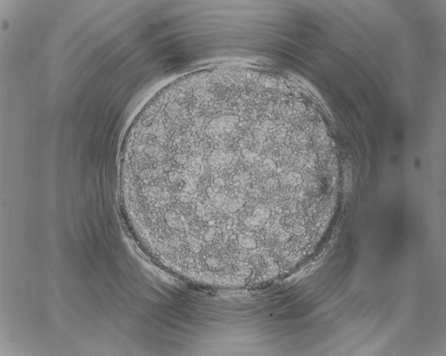 X0000066120844200604071910