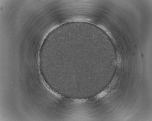 X0000066120848200604071910