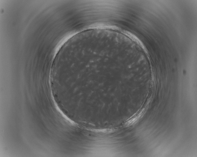 X0000066120855200604071910