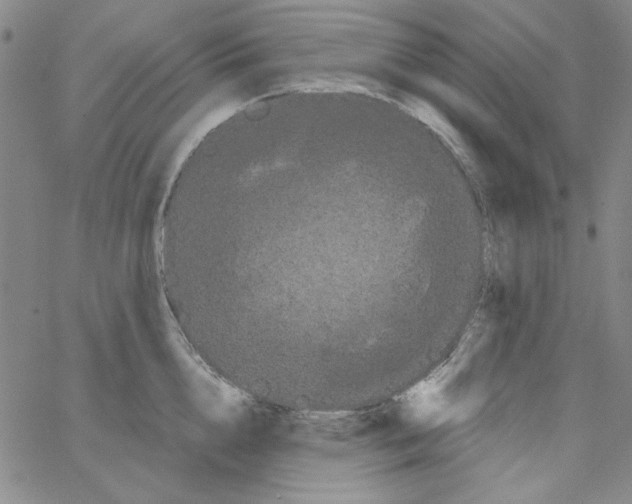 X0000066120856200604071910