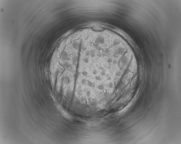 X0000066120857200604071910