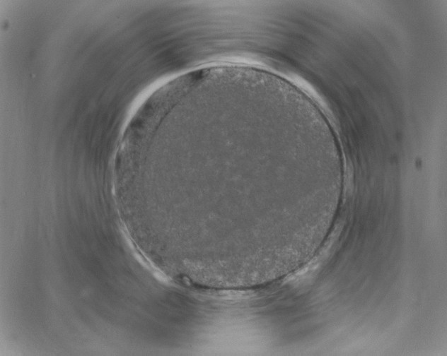 X0000066120862200604071910