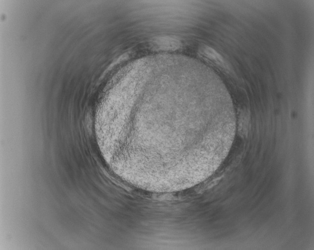 X0000066120866200604071909