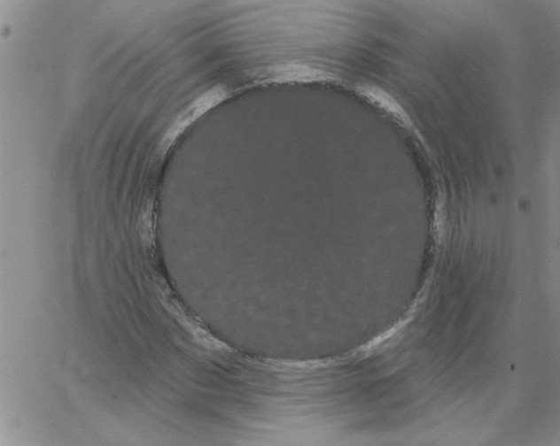 X0000066120873200604071909