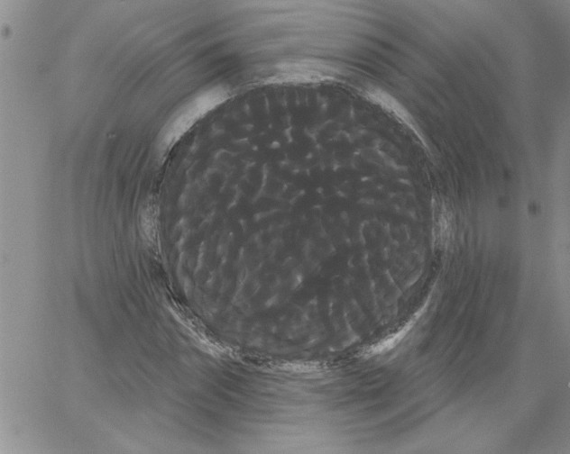 X0000066120874200604071909