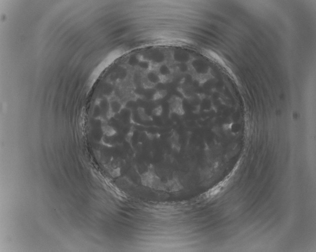 X0000066120875200604071909