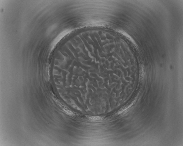 X0000066120878200604071909