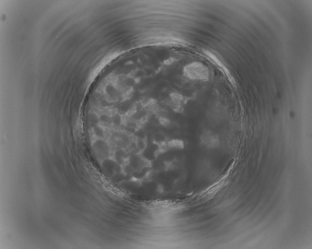 X0000066120883200604071909