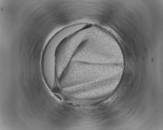 X0000066120902200604071909