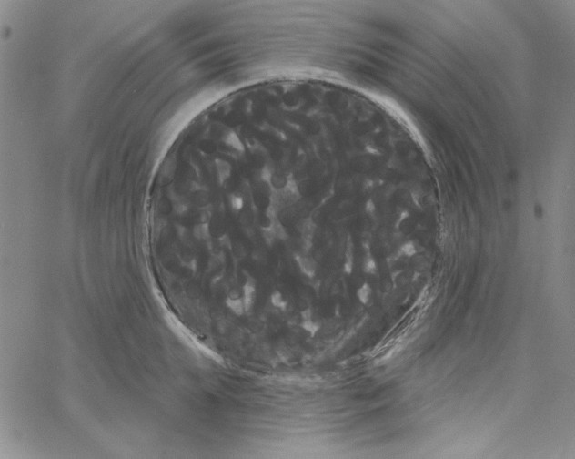 X0000066120903200604071909