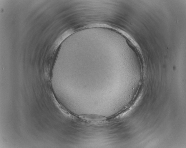 X0000066120905200604071909