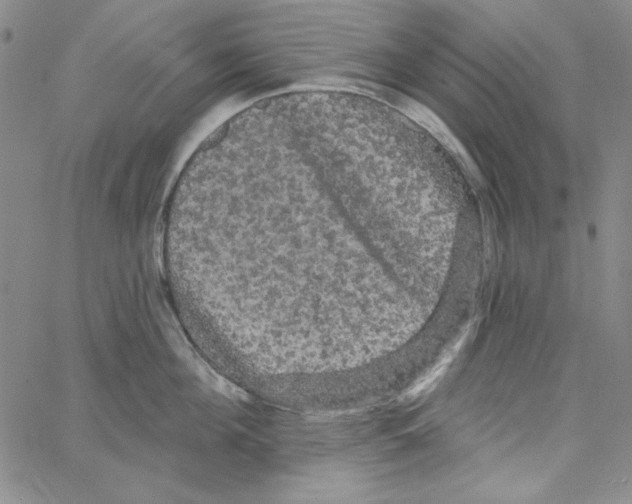 X0000066120908200604071909