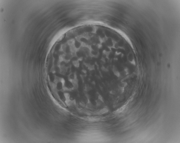 X0000066120911200604071909