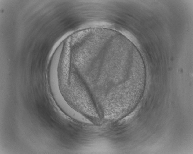 X0000066120912200604071909