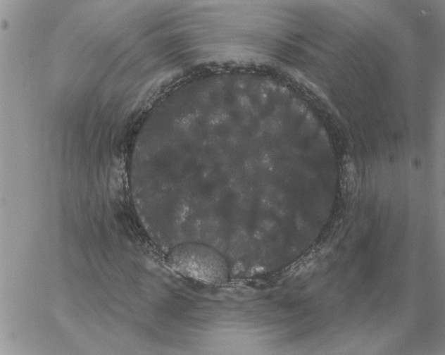 X0000066120918200604071908