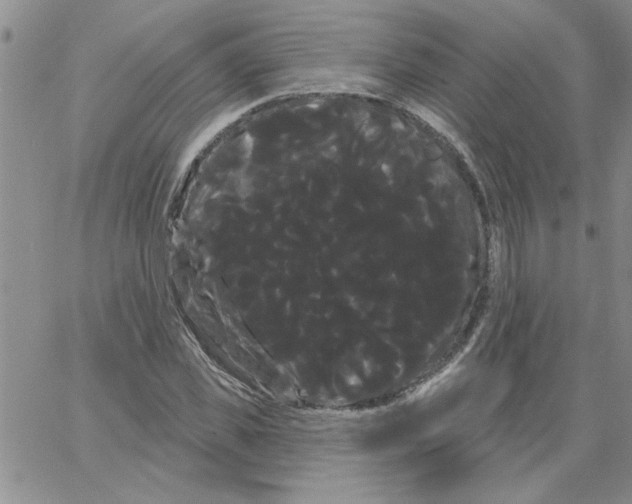 X0000066120925200604071908