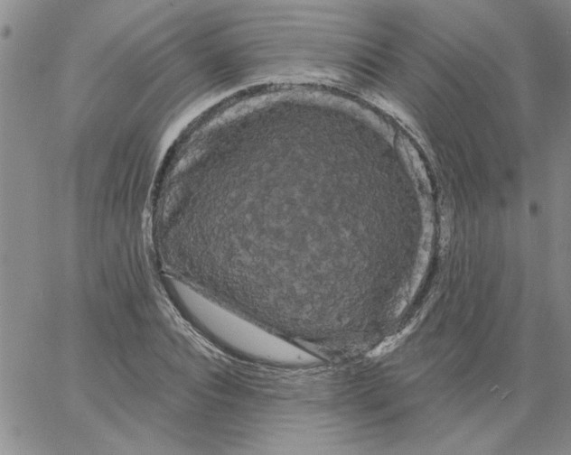 X0000066120928200604071908