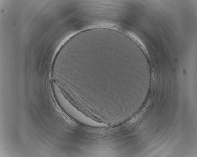 X0000066120948200604071909