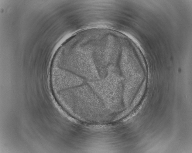 X0000066120949200604071909