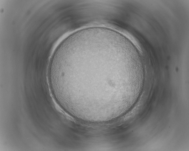 X0000066120950200604071909