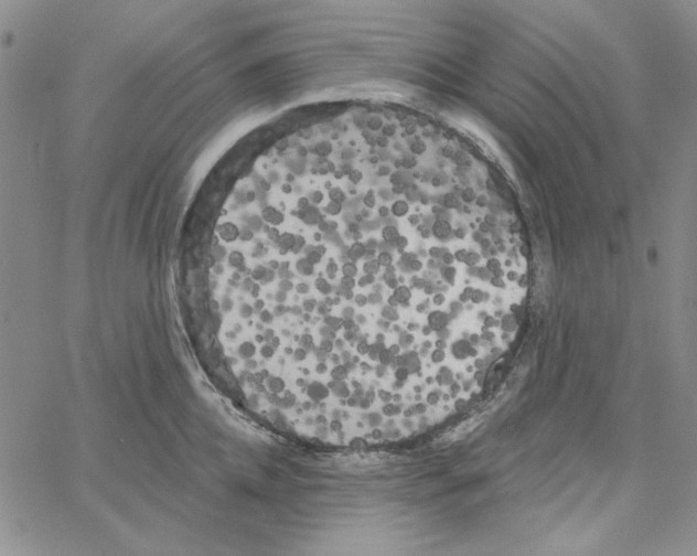 X0000066120952200604071909