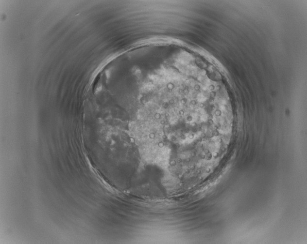 X0000066120953200604071909