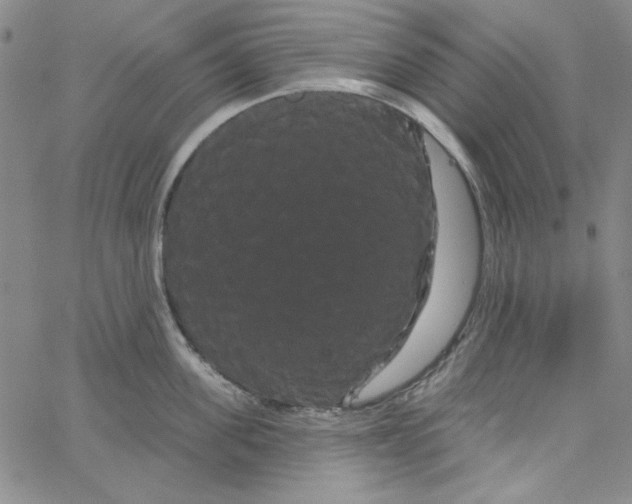 X0000066120955200604071909