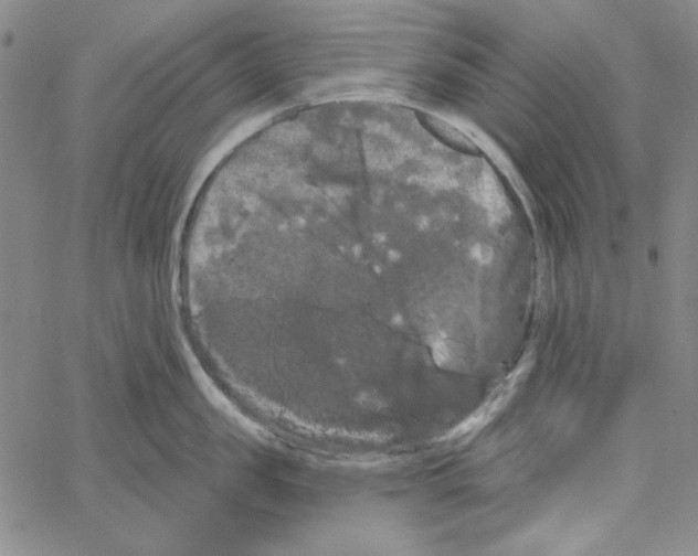 X0000066120957200604071909