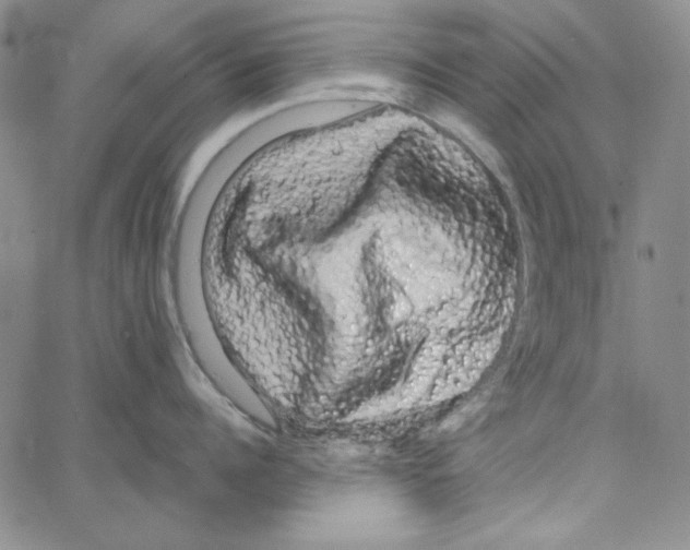 X0000066120960200604071909