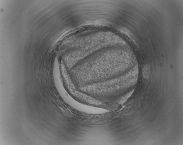 X0000066120968200604071908