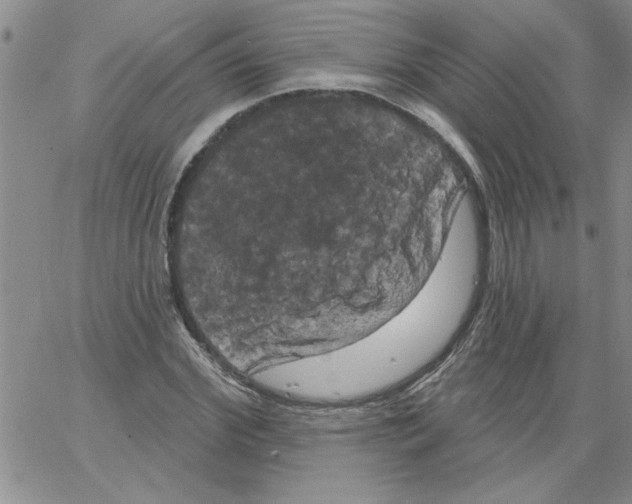 X0000066120972200604071908